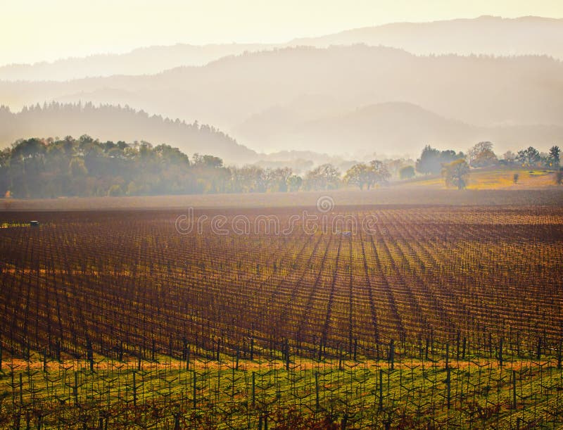 Vigna, paese di vino del Napa Valley, California