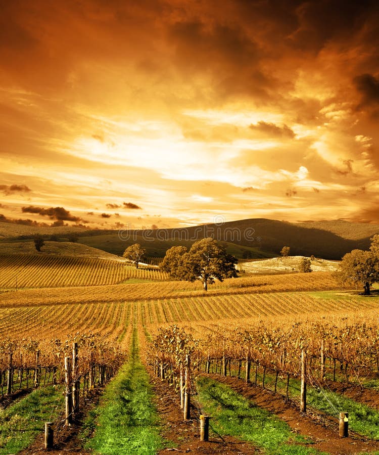 Vigna Stunning di tramonto immagine stock Vigna Stunning di tramonto immagine stock