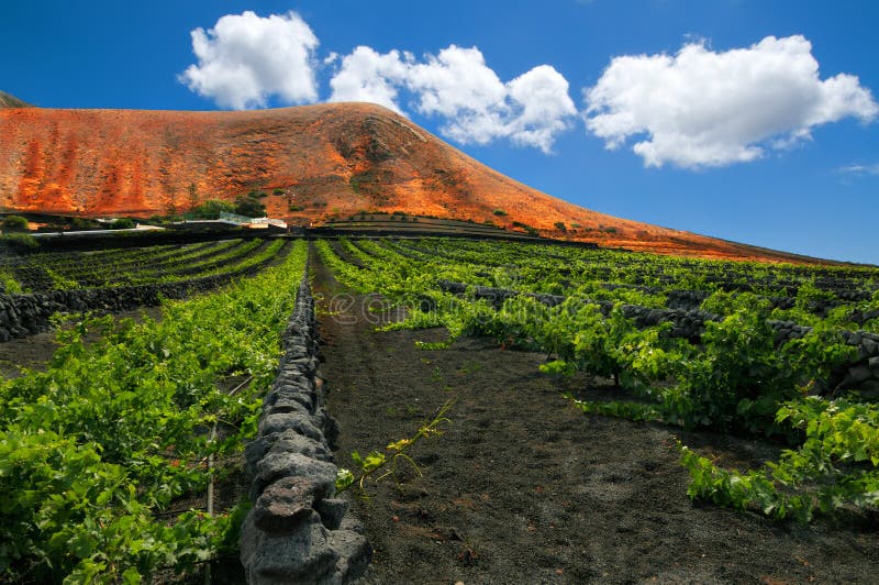 Vigna su Lanzarote, Isole Canarie fotografie stock Vigna su Lanzarote, Isole Canarie fotografie stock