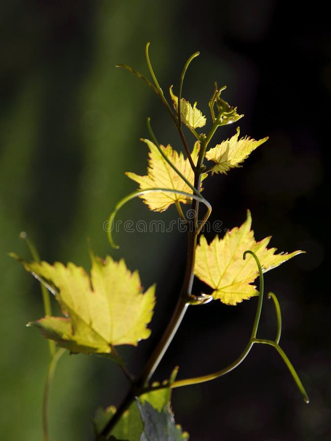 Vigne images libres de droits Vigne images libres de droits