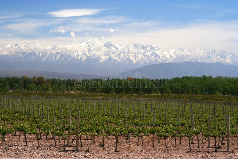 Vignoble image libre de droits