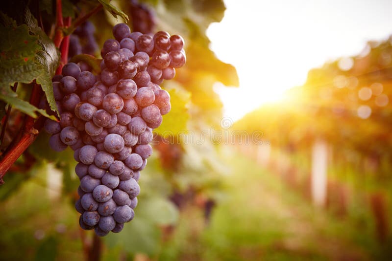 Vineyards at sunset in autumn harvest. Ripe grapes in fall. Toned. Vineyards at sunset in autumn harvest. Ripe grapes in fall. Toned