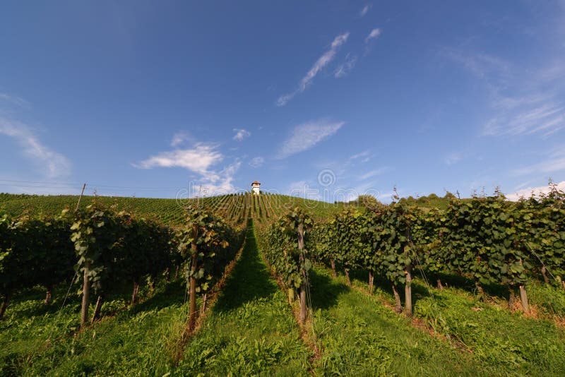 Vigne allemande photos stock Vigne allemande photos stock