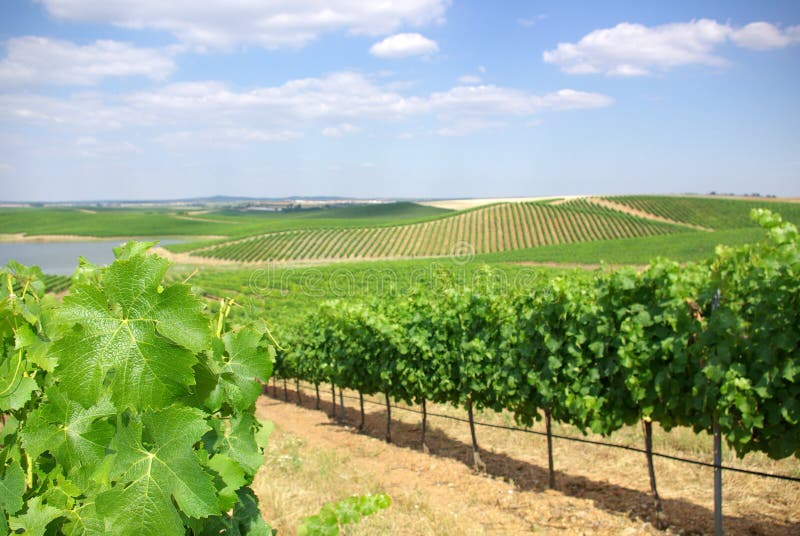 Vineyard at Portugal, Alentejo region. Vineyard at Portugal, Alentejo region.