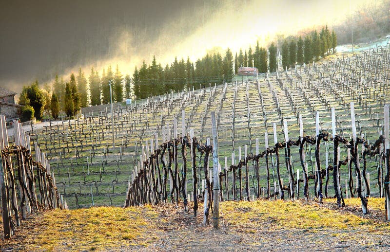 Autumnal shoot of a vineyard in Chianti Region - Tuscany, Italy. Autumnal shoot of a vineyard in Chianti Region - Tuscany, Italy