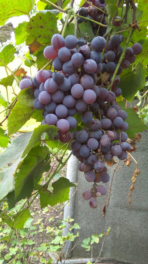 Vigne con i grandi mazzi di uva e di fogliame immagini stock Vigne con i grandi mazzi di uva e di fogliame immagini stock