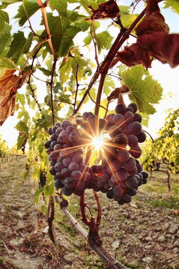 Vigne dans Chianti, Toscane image stock Vigne dans Chianti, Toscane image stock