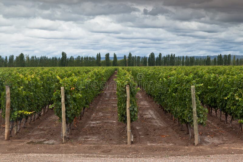 Vignoble à Mendoza, Argentine photo stock