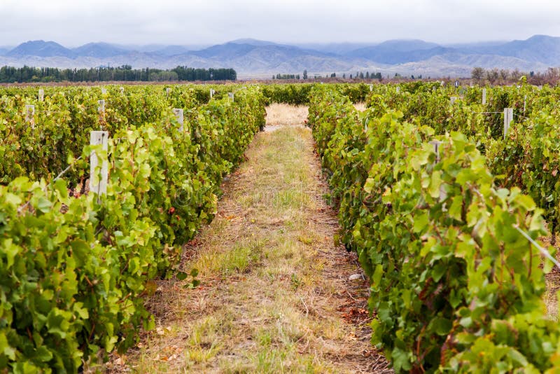 Vignoble à Mendoza, Argentine photographie stock