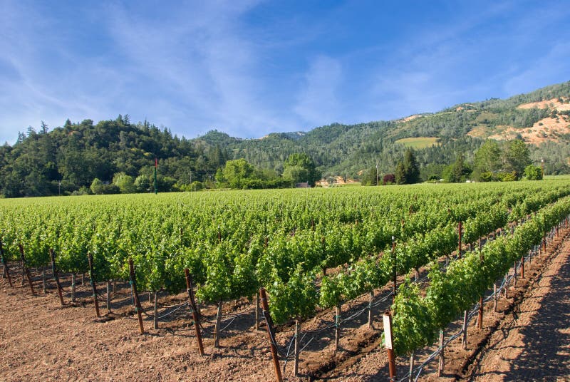 A vineyard in the wine growing region of Napa in California. A vineyard in the wine growing region of Napa in California.