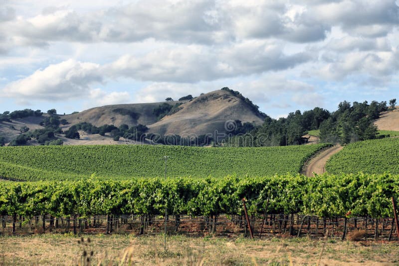 Vineyard in the wine growing region of Napa in California. Vineyard in the wine growing region of Napa in California.