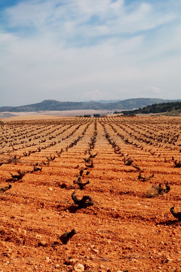 Vigne espagnole images libres de droits Vigne espagnole images libres de droits