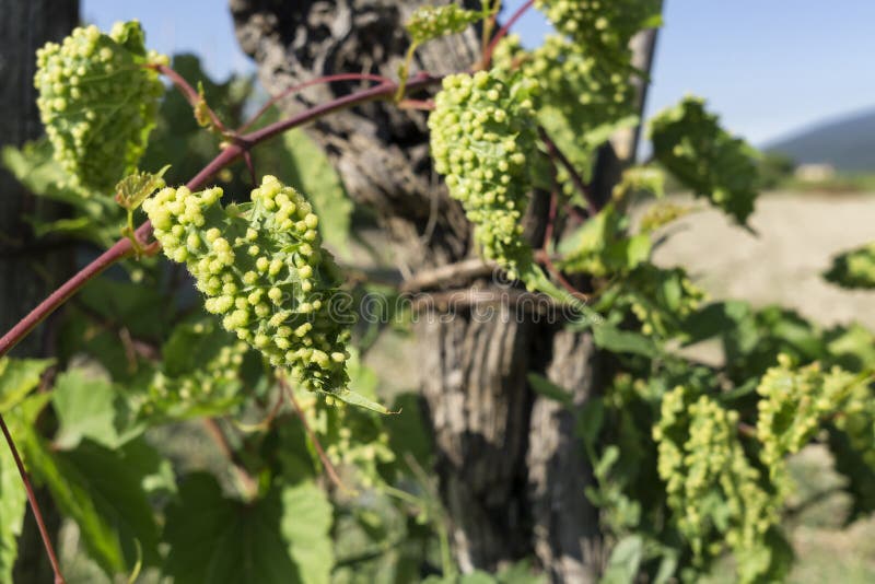 Vigne infectée par le parasite de phylloxéra dans le vignoble photos stock Vigne infectée par le parasite de phylloxéra dans le vignoble photos stock