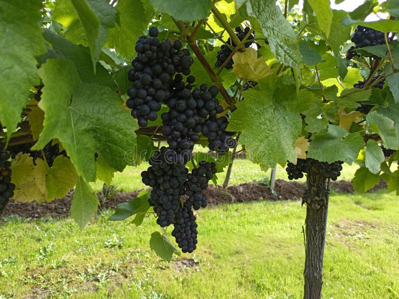 Vigne rouge vers le haut feuilles vertes proches images libres de droits