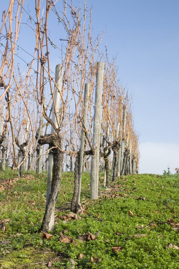 Comment se repose la vigne hivernale