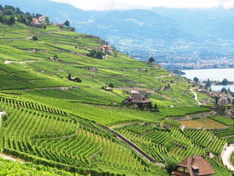 Famouse vineyards in Lavaux region against Geneva lake. Switzerland. Famouse vineyards in Lavaux region against Geneva lake. Switzerland