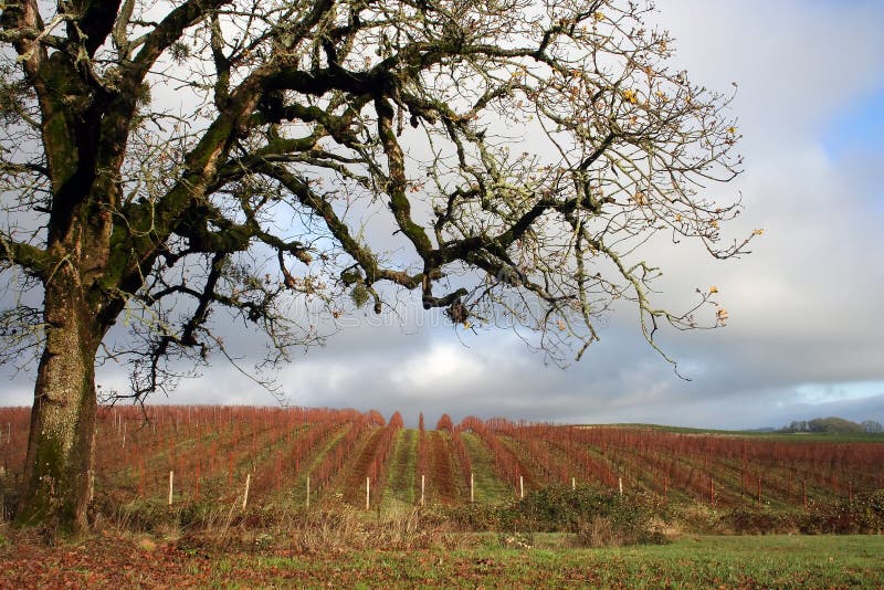 Vignes de l'hiver image libre de droits Vignes de l'hiver image libre de droits