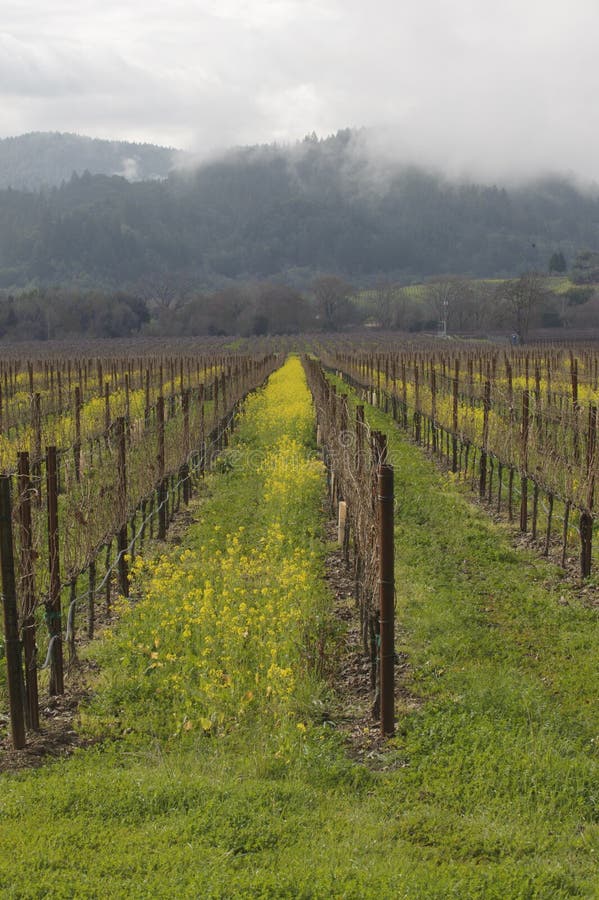 5 Vignes En Hiver Photos Libres De Droits Et Gratuites De Dreamstime