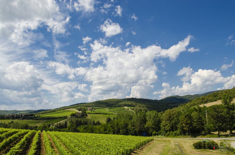 Vignes en Toscane images stock Vignes en Toscane images stock