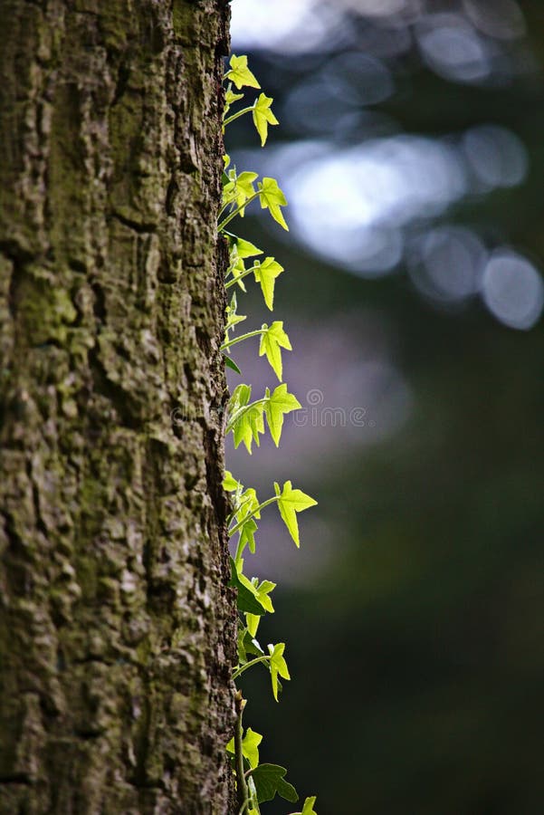 Vignes vertes montant un tronc d'arbre photographie stock Vignes vertes montant un tronc d'arbre photographie stock