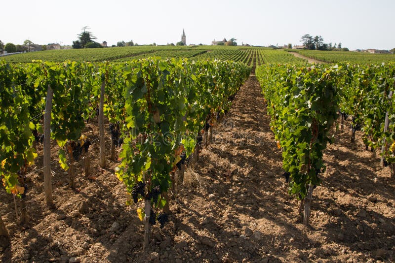 Vigneti francesi del Medoc Bordeaux viticoltura del giorno estivo fotografie stock Vigneti francesi del Medoc Bordeaux viticoltura del giorno estivo fotografie stock