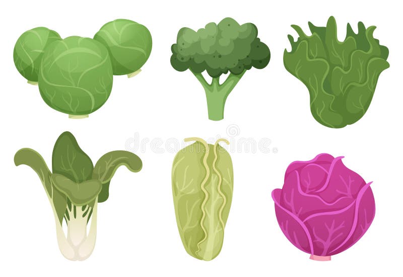 Vignetta per cavoli Ortofrutticoli ecologici e ecologici alimenti freschi broccoli vettoriale di cottura in fattoria illustrazione di stock