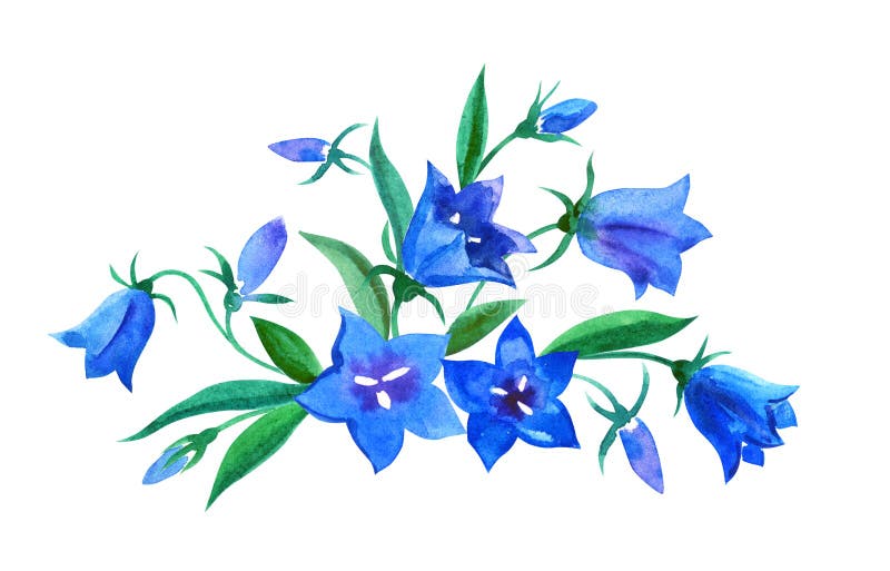 Drawing Bluebell Stock Illustrations 1 763 Drawing Bluebell Stock Illustrations Vectors Clipart Dreamstime