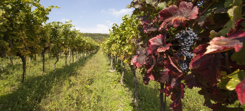 Vignoble image stock