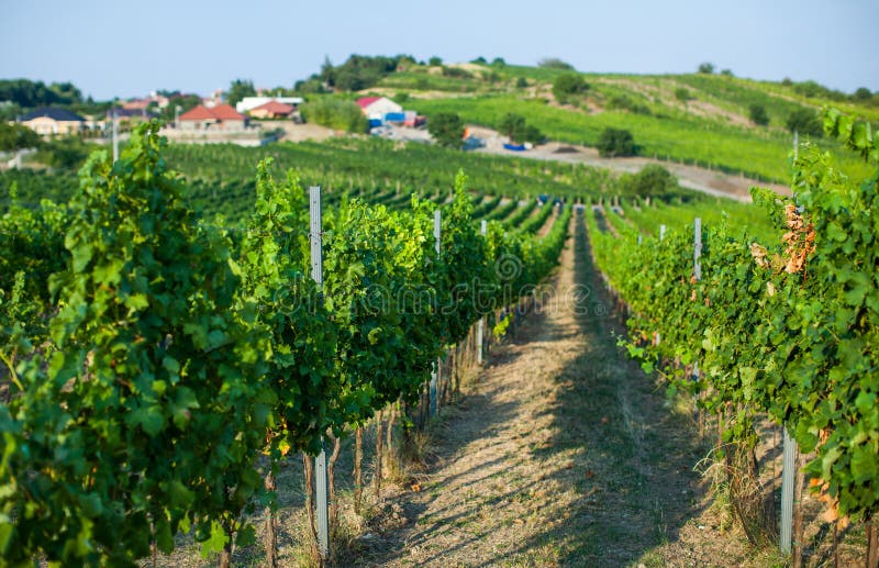 Vignoble dans la région du sud de la Moravie photo libre de droits Vignoble dans la région du sud de la Moravie photo libre de droits