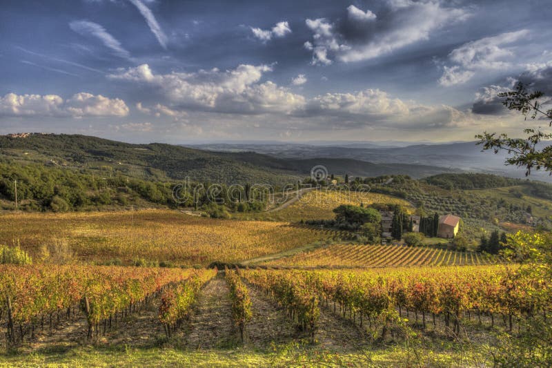 Vignoble de chianti photo libre de droits Vignoble de chianti photo libre de droits