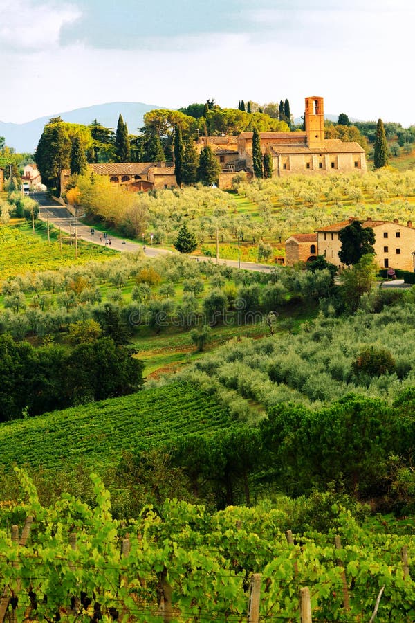 Vignoble de la Toscane dans la saison de récolte images libres de droits Vignoble de la Toscane dans la saison de récolte images libres de droits