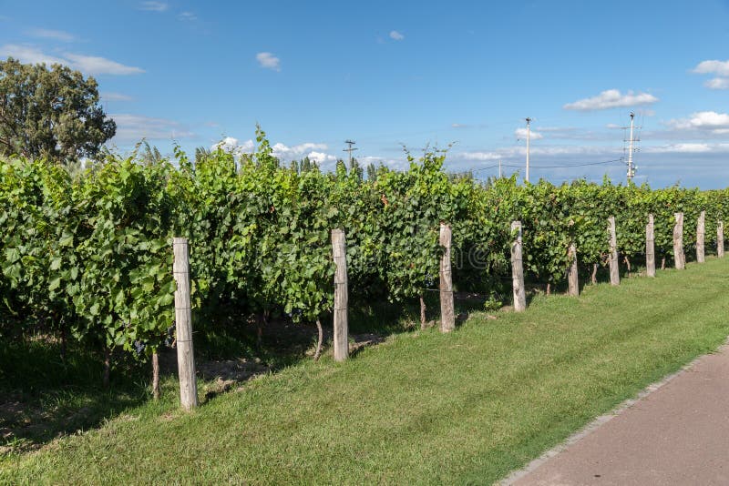Vignoble à Mendoza, Argentine photos stock