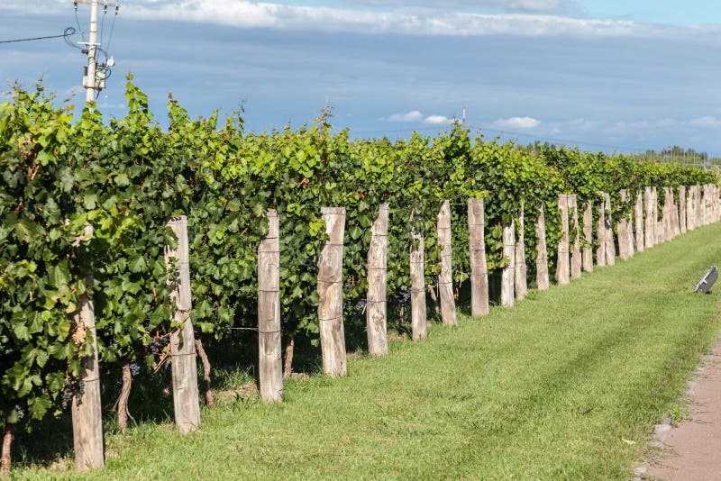 Vignoble à Mendoza, Argentine images libres de droits