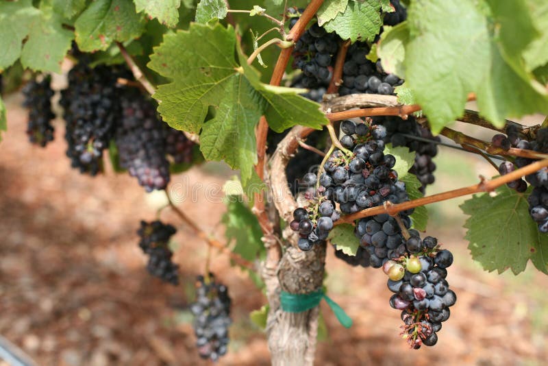 Vignoble, pays de vin de Napa Valley, la Californie images stock Vignoble, pays de vin de Napa Valley, la Californie images stock