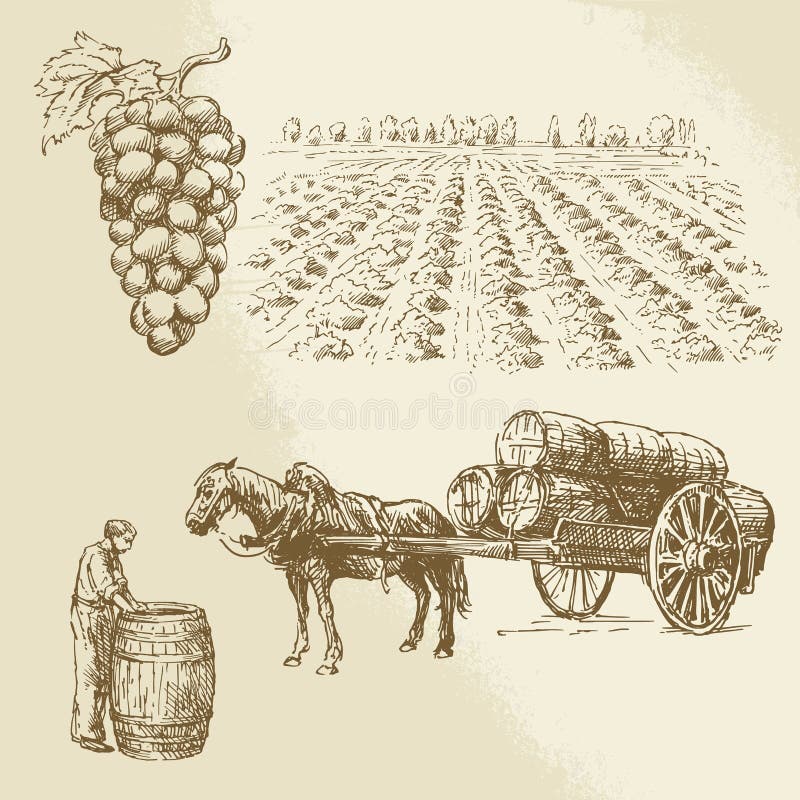 Vineyard, harvest, farm - hand drawn collection. Vineyard, harvest, farm - hand drawn collection