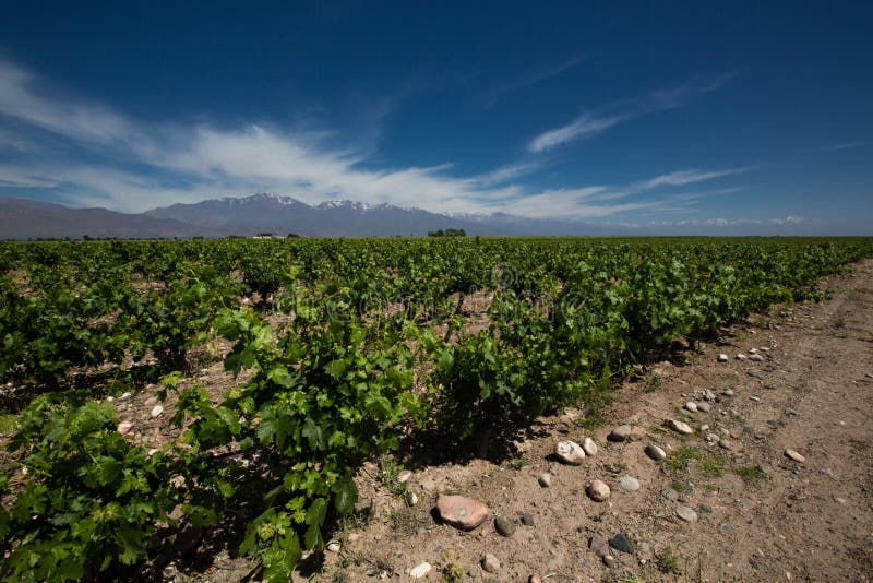 Vignoble, Valle de Uco, Argentine images libres de droits