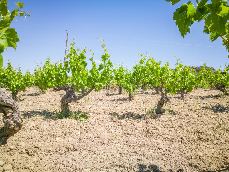 Vignobles beaux et de Yong Champ d'arbres de raisin en Grèce Horizontal avec des vignes et des montagnes photographie stock libre de droits Vignobles beaux et de Yong Champ d'arbres de raisin en Grèce Horizontal avec des vignes et des montagnes photographie stock libre de droits