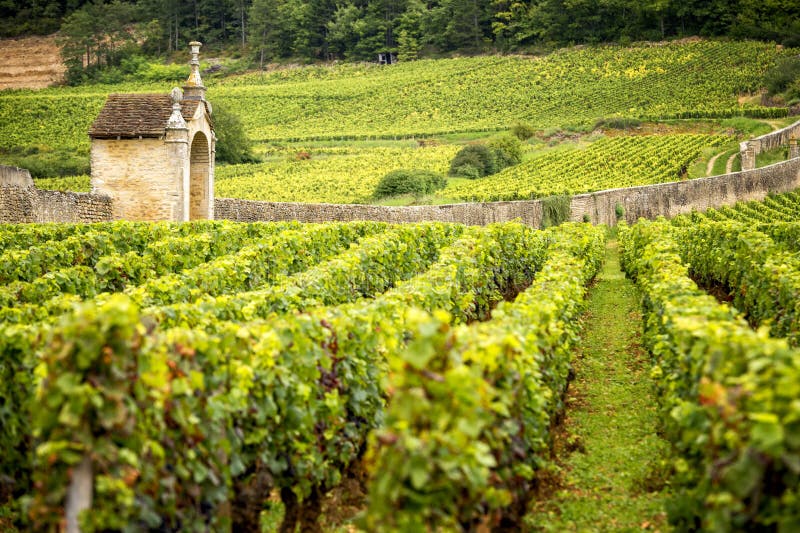 Vignobles dans des les Beaune de Savigny, près de Beaune, Bourgogne, France