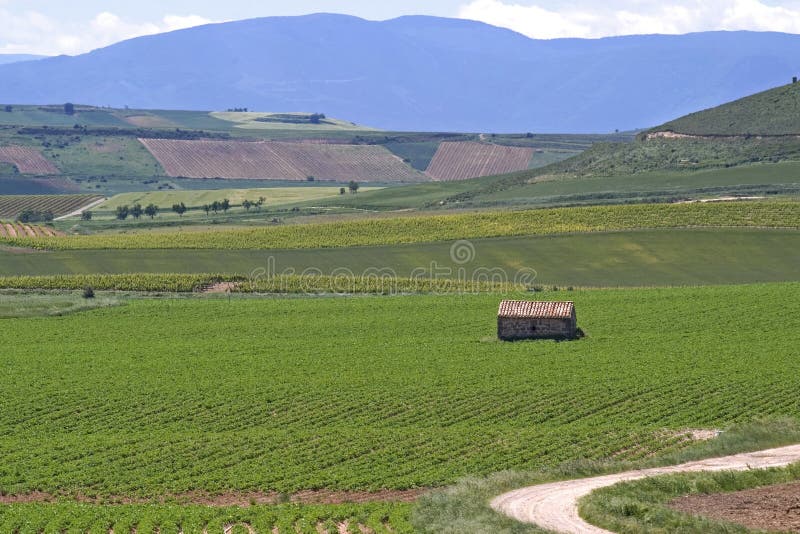 Vignobles dans la campagne de La Rioja, Espagne images libres de droits Vignobles dans la campagne de La Rioja, Espagne images libres de droits
