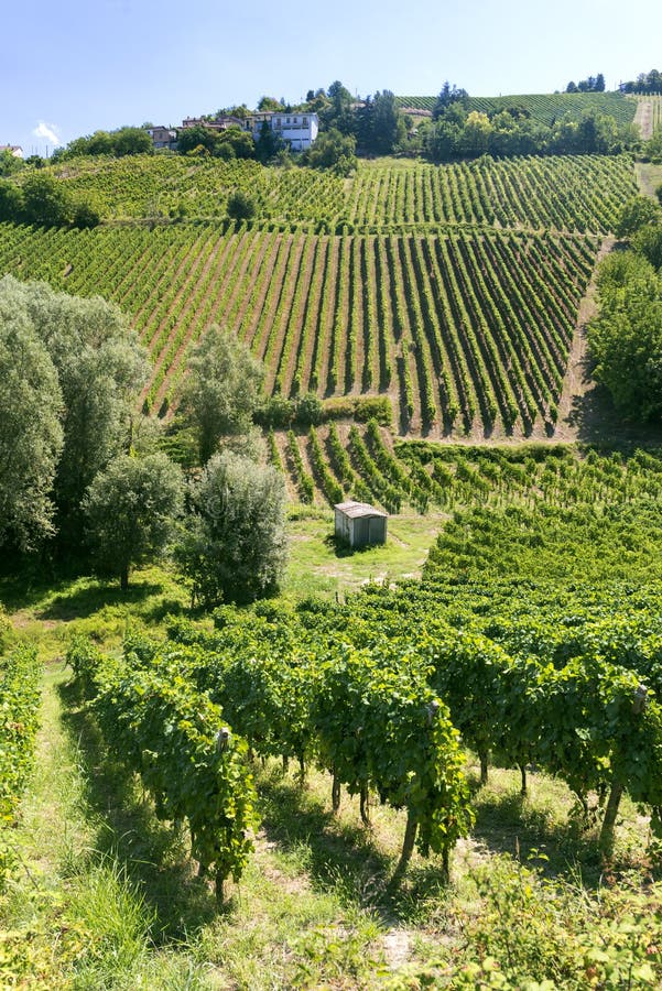Vignobles dans Oltrepo Pavese (Italie) photo stock Vignobles dans Oltrepo Pavese (Italie) photo stock