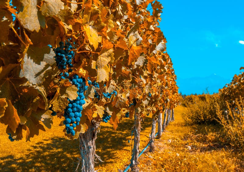 Vignobles de Mendoza, Argentine photo stock