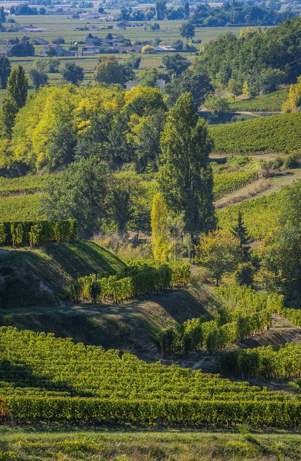 Lever De Soleilvignobles De Vignoble De Saint Emilion Photo stock