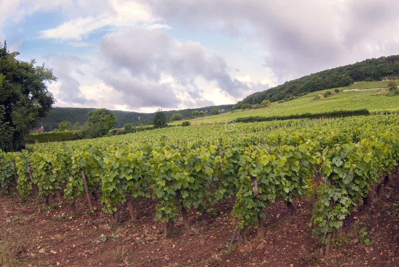 Vignobles de secteur de Dijon dans le mois d'août de Frances image stock Vignobles de secteur de Dijon dans le mois d'août de Frances image stock