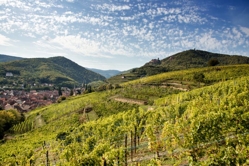 Vignobles et châteaux de Ribeauville photographie stock Vignobles et châteaux de Ribeauville photographie stock