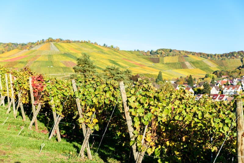 Vignobles à Stuttgart, Uhlbach à la vallée du Neckar - beau paysage dans l'autum en Allemagne photographie stock Vignobles à Stuttgart, Uhlbach à la vallée du Neckar - beau paysage dans l'autum en Allemagne photographie stock