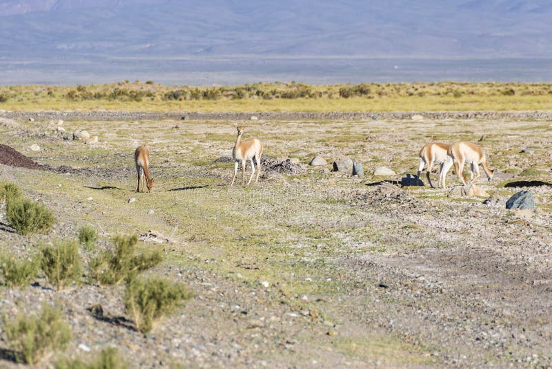 Vigogna in saline Grandes in Jujuy, Argentina. fotografia stock libera da diritti Vigogna in saline Grandes in Jujuy, Argentina. fotografia stock libera da diritti