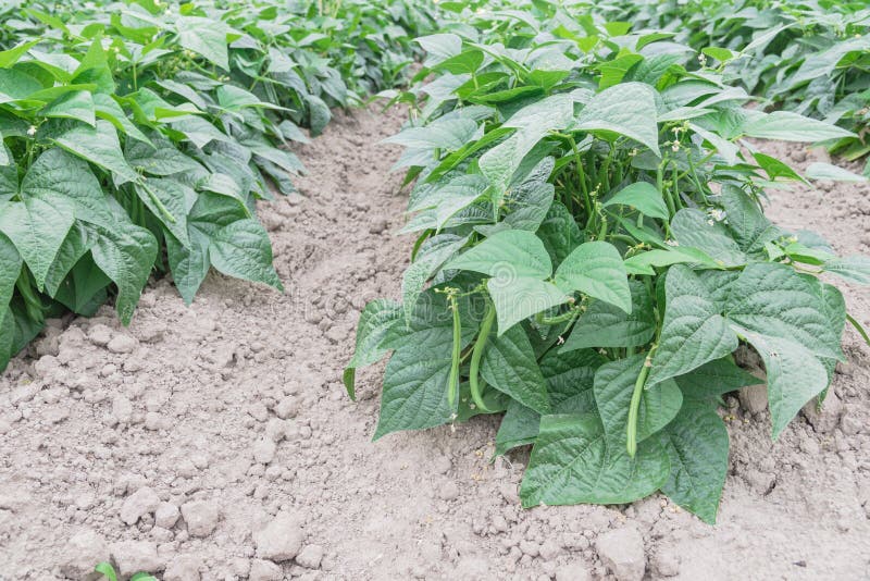 Vigorous row of green bush beans row hill ready to harvest in Washington, USA