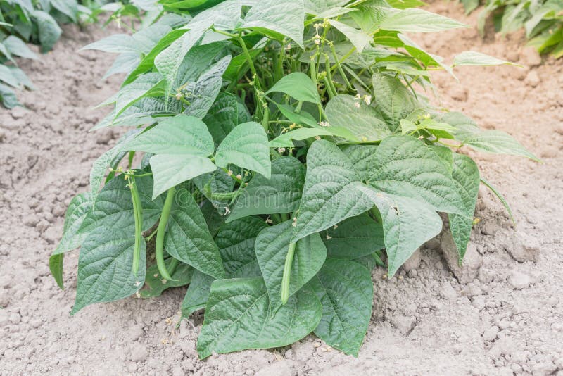 Vigorous row of green bush beans row hill ready to harvest in Washington, USA