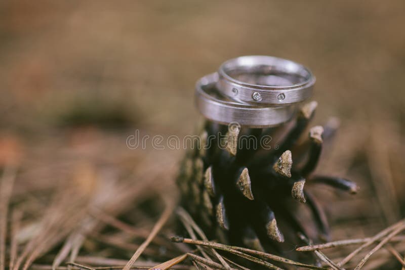 vigselringar i skog med blury bakgrund royaltyfri fotografi vigselringar i skog med blury bakgrund royaltyfri fotografi