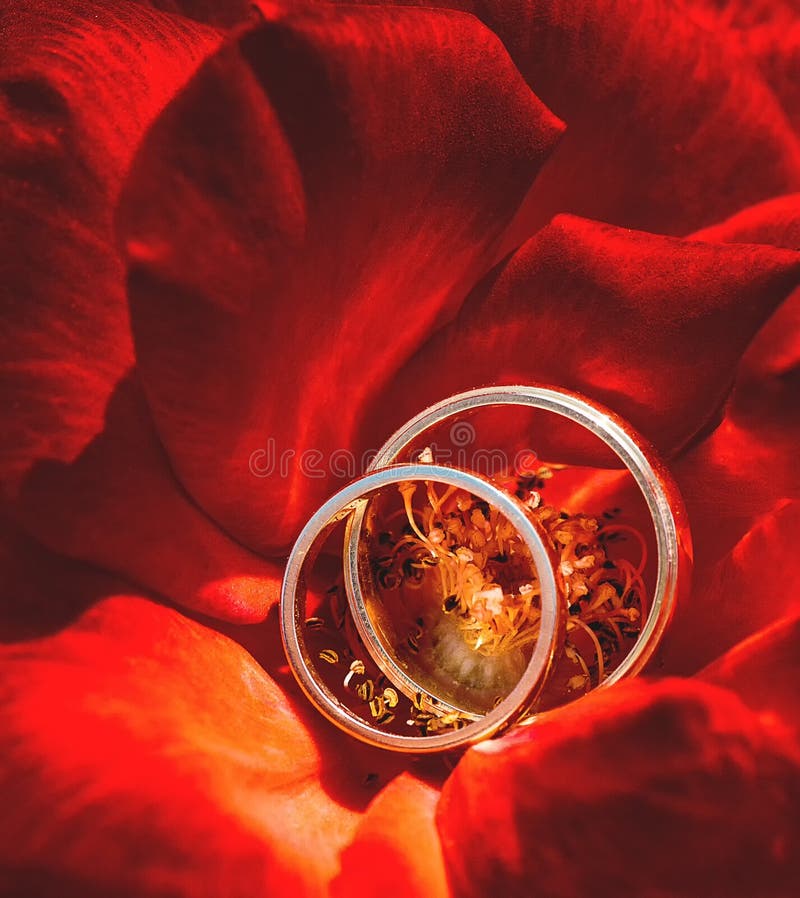 Vigselringar på den röda rosblomman royaltyfri foto Vigselringar på den röda rosblomman royaltyfri foto